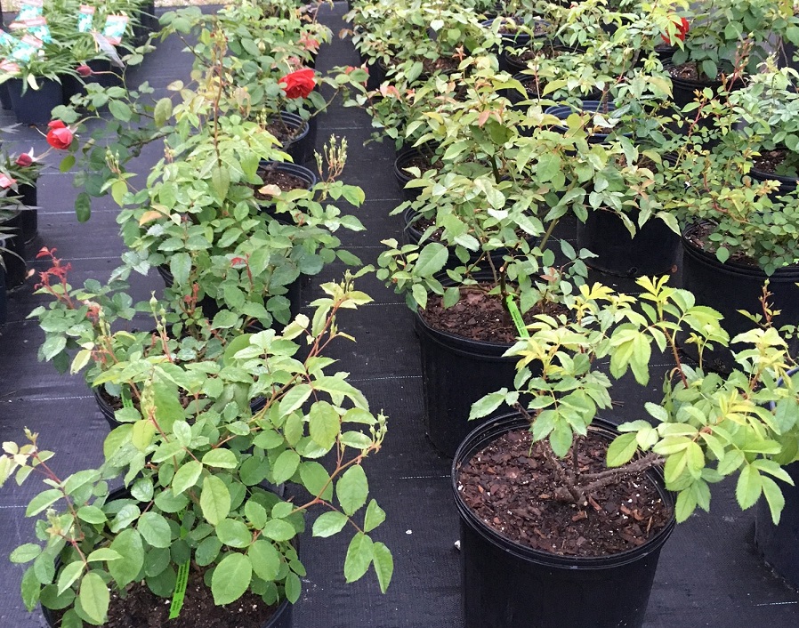 Why Shop a Public Garden Plant Sale? Brookgreen